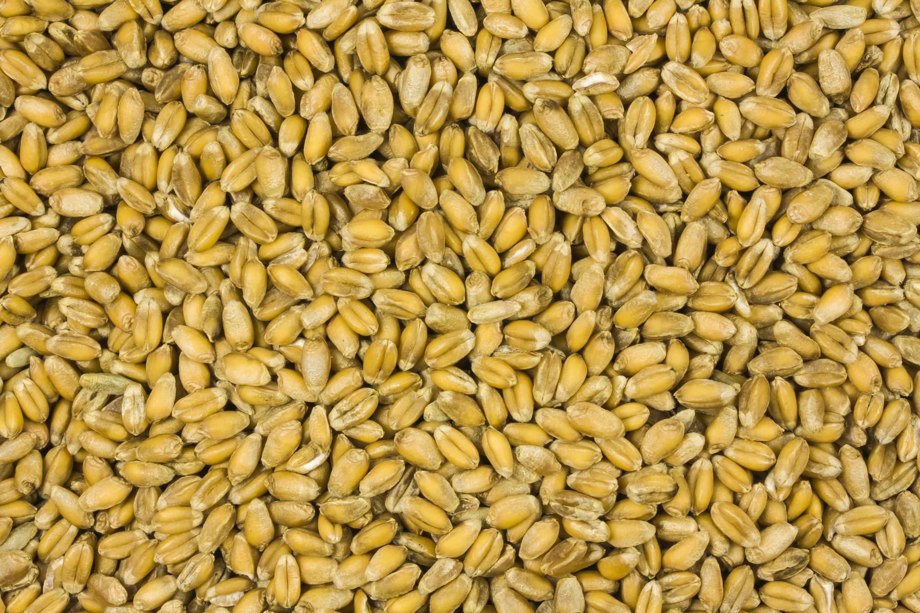 Biologische wijntarwe 25kg