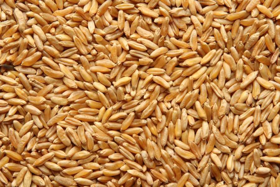 Biologische KAMUT® Khorasan tarwe 25kg