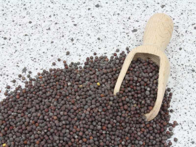 Biologische bruine mosterdzaad 25kg